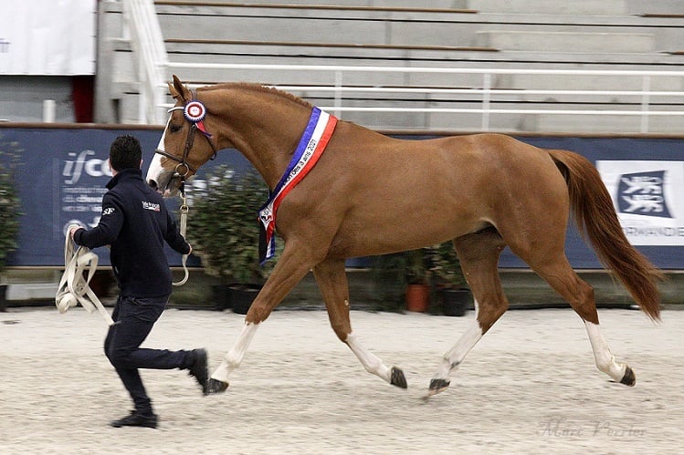 Candy de Nantuel levert de kampioen van Frankrijk.